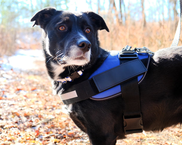 No-Pull Harness