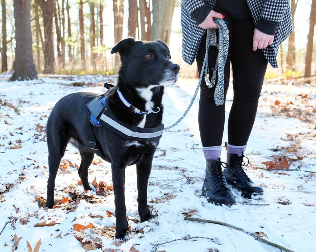 No-Pull Harness